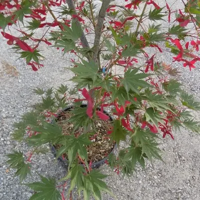 Acer Palmatum harusame