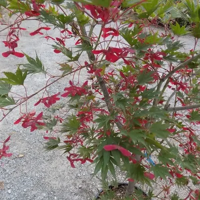 Acer Palmatum harusame