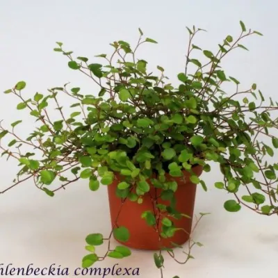 Muehlenbeckia complexa