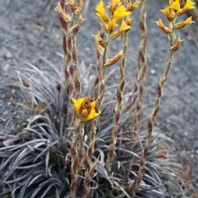 Dyckia Choristaminea...