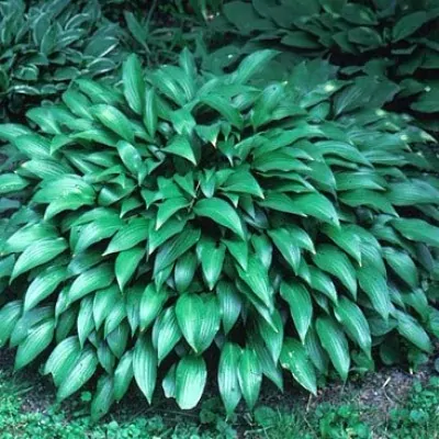 Hosta Lancifolia