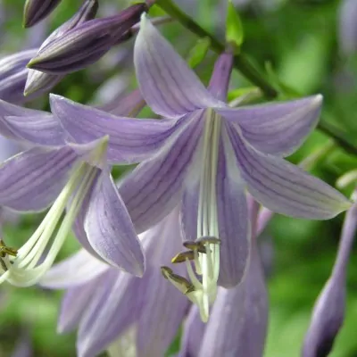 Hosta Lancifolia