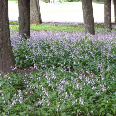 Hosta Lancifolia