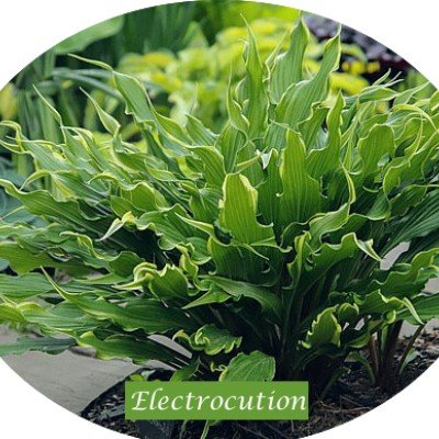 Hosta Electrocution