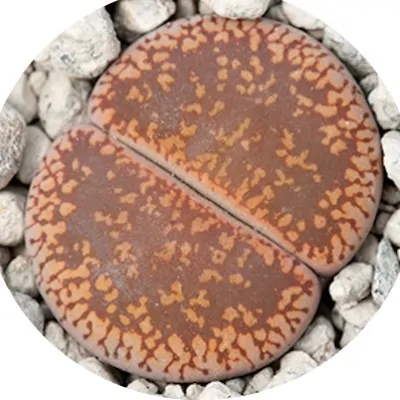 Lithops Aucampiae...