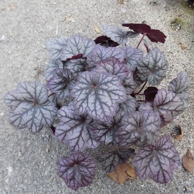 Heuchera argentea