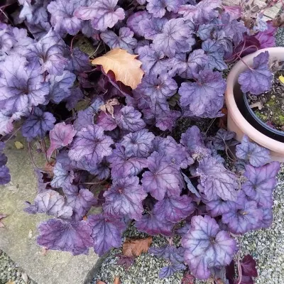 heuchera Violet