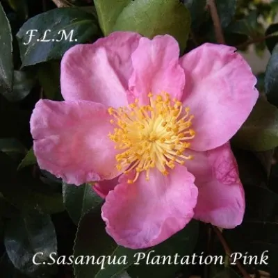 Camelia sasanqua Plantation...