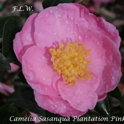 Camelia sasanqua Plantation...