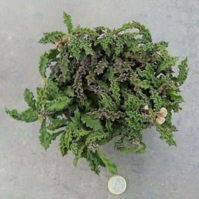 Euphorbia decaryi f....