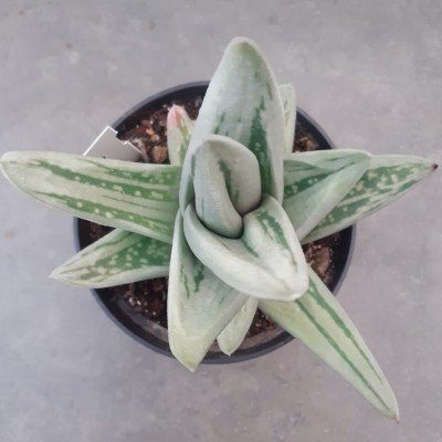 copy of Gasteraloe Green ice