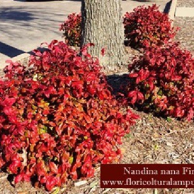 Nandina nana fire power