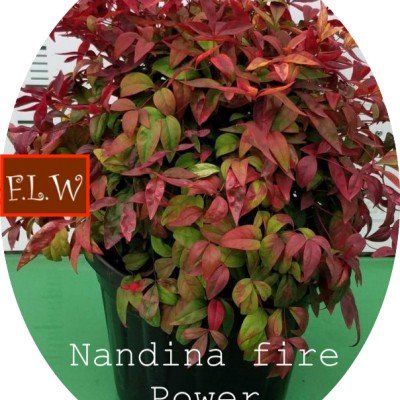 copy of Nandina nana fire...