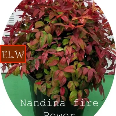 Nandina nana fire power...