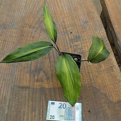 Aspidistra zongbayi yunnan...