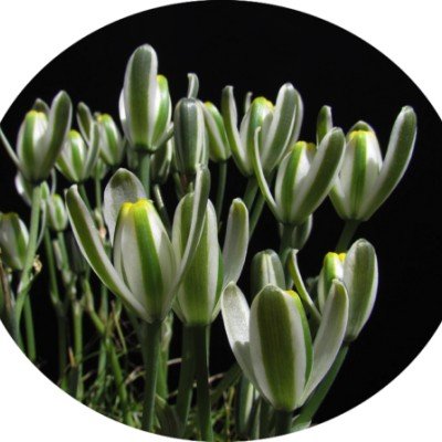 Albuca Longifolia