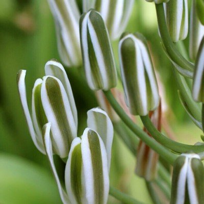 Albuca Longifolia