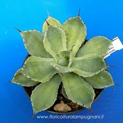 Agave potatorum cv....