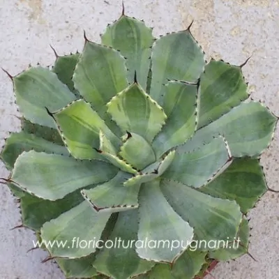 Agave potatorum cv....