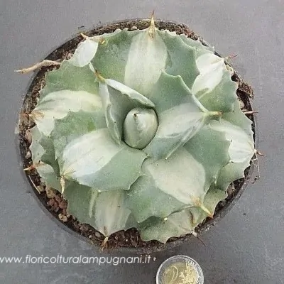 Agave isthmensis 'Ohi Raijin Shiro Nakafu