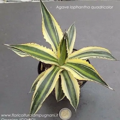 Agave Lophantha quadricolor