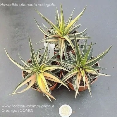 Haworthia Attenuata Variegata