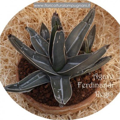 Agave ferdinandii regis...