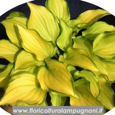 Hosta Crackers Crumb (piccole)