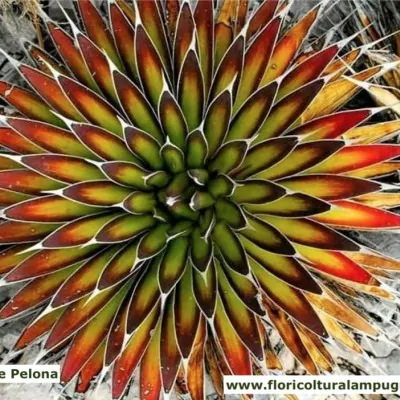 Agave pelona