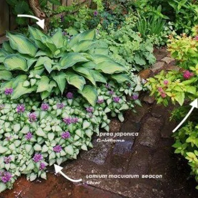 Hosta June (r)