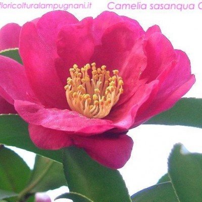 Camelia sasanqua cherylin