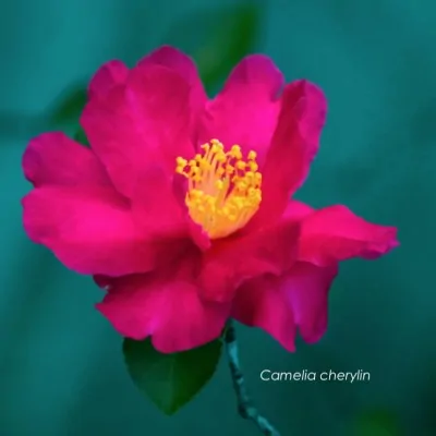 Camelia sasanqua cherylin