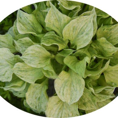 Hosta 1239 Silver