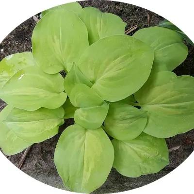 Hosta  Silver