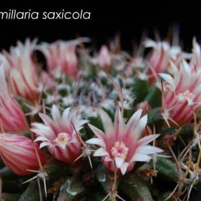 Mammillaria saxicola...