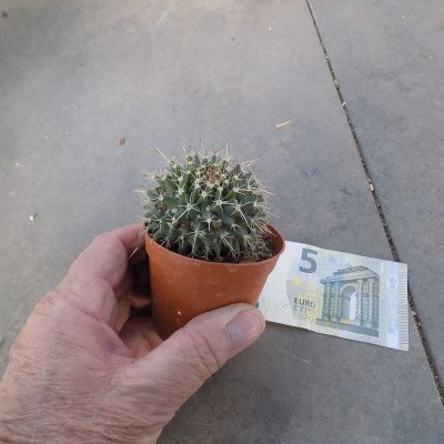 Mammillaria saxicola...