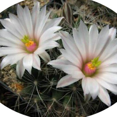 Mammillaria zephyranthoides