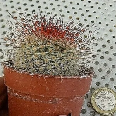 Mammillaria spinosissima...