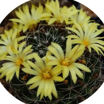 Mammillaria Malaleuca