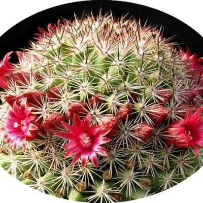 Mammillaria compacticaulis...