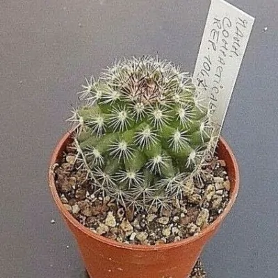 Mammillaria compacticaulis...