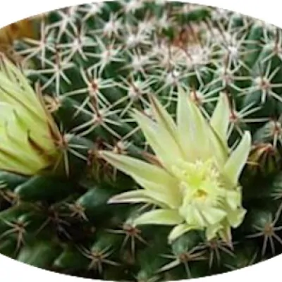 Mammillaria dawsonii