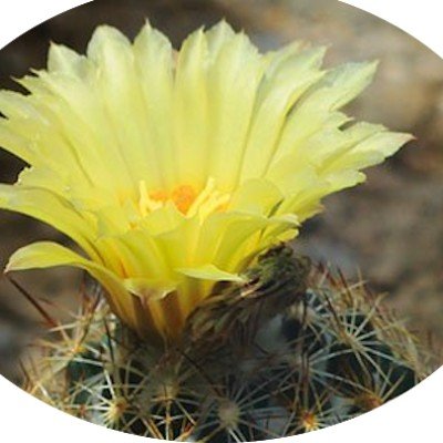 Coryphantha radians app....