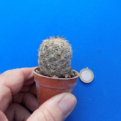 Coryphantha radians app....