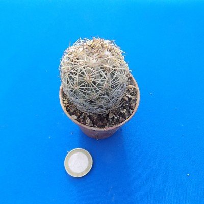 Coryphantha radians app....