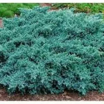 Juniperus squamata blue star