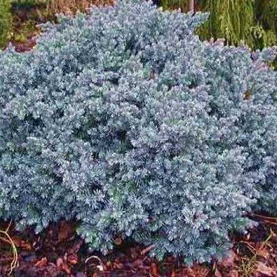 Juniperus squamata blue star