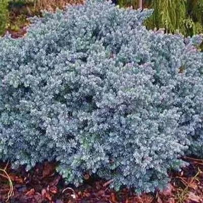 Juniperus squamata blue star