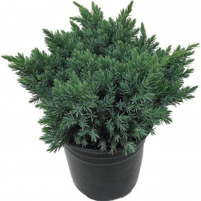 Juniperus squamata blue star
