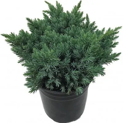 Juniperus squamata blue...